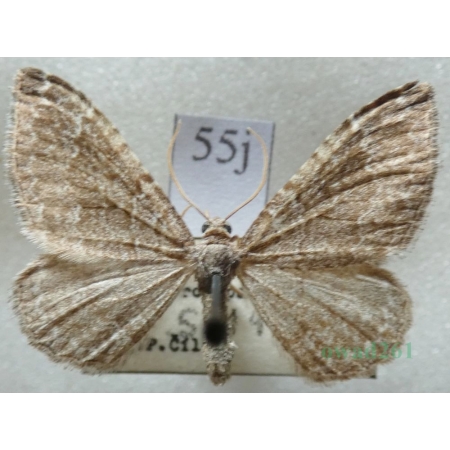 Cataclysme riguata (Hübner, 1813) Obmytek falisty Czech55j